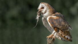 Burhan musuh alami tikus