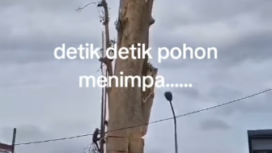 Pohon pule berusia ratusan tahun yang semula berdiri megah di desa Blahkiuh, Badung, Bali, kini sudah ditumbangkan. Ikon kebangaan alam di Bali ini kini sudah dipotong, karena membahayakan warga. Instagram@badungpunyacerita