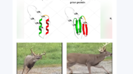 (Atas) Bentuk saraf normal, dan bentuk saraf yang berubah akibat terinfeksi prion. (Bawah) Seekor rusa yang terinfeksi prion, masih terus bergerak berputar-putar sampai akhirnya mati. Instagram@wearenesia