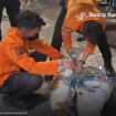 Petugas BPBD bekerja sama dengan Dinas Ketahanan Pangan dan Pertanian (DKPP) Kota Surabaya, mengevakuasi sembilan ekor anjing dengan cara dibius. Anjing tersebut piaraan Yohanes de Fretes yang meninggal dunia di rumahnya Rungkut Harapan, Jumat 11 April 2025,  dengan luka-luka mengenaskan. Instagram@suarasurabayamedia