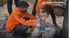 Petugas BPBD bekerja sama dengan Dinas Ketahanan Pangan dan Pertanian (DKPP) Kota Surabaya, mengevakuasi sembilan ekor anjing dengan cara dibius. Anjing tersebut piaraan Yohanes de Fretes yang meninggal dunia di rumahnya Rungkut Harapan, Jumat 11 April 2025,  dengan luka-luka mengenaskan. Instagram@suarasurabayamedia