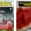 Ikan lele yang disuntik antibiotik, sebagai terduga penyebab gagal ginjal bagi yang mengonsumsi. Demikian pula buah-buah yang disuntik pewarna Rhodamin juga bisa menjadi penyebab gagal ginjal. Tangkap layar Yotube@keluarga_bahagia/ evoterseven