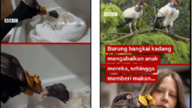 Menggunakan boneka kepala burung bangkai induk untuk menyuapi anak yang baru menetas di kebun b inatang Bronx, New York, California. Tangkap layar video Instagram@bbcindonesia