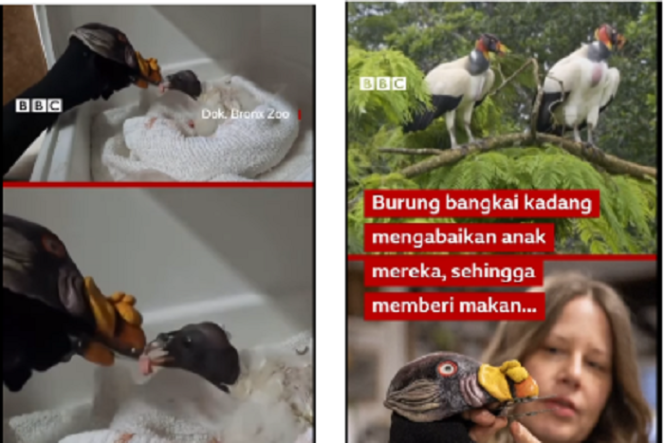 
					Menggunakan boneka kepala burung bangkai induk untuk menyuapi anak yang baru menetas di kebun b inatang Bronx, New York, California. Tangkap layar video Instagram@bbcindonesia