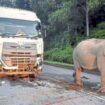Induk gajah tetap menunggui anaknya yang mati
