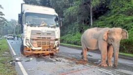 Induk gajah tetap menunggui anaknya yang mati