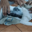 Inilah si Narcomichi, seekor kucing dijadikan alat untuk menyelundupkan narkoba ke dalam penjara Pocici, negara Kosta Rika. Tangkap layar video Youtube@ El Mundo