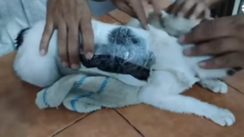 Inilah si Narcomichi, seekor kucing dijadikan alat untuk menyelundupkan narkoba ke dalam penjara Pocici, negara Kosta Rika. Tangkap layar video Youtube@ El Mundo
