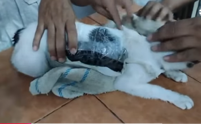 
					Inilah si Narcomichi, seekor kucing dijadikan alat untuk menyelundupkan narkoba ke dalam penjara Pocici, negara Kosta Rika. Tangkap layar video Youtube@ El Mundo