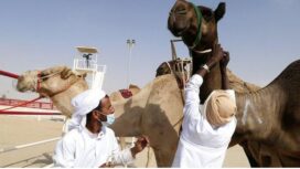 Jangan dekati onta atau minum susu onta