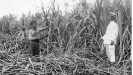 Tebu salah satu komoditi tanam paksa