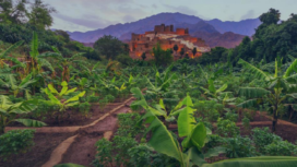 Ilustrasi penghijauan Arab Saudi. Saudi  Green Initiative Rorum 2024