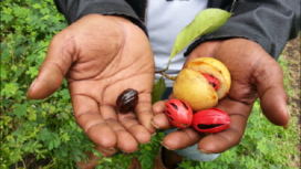 Biji pala kering berwana coklat tua kehitam-hitaman, bandingkan dengan biji pala dengan buah pala disampingya. Pala meru[pakan komoditi sejak zaman dulu kala. Oleh nenek moyang kita dijadikan ramuan obat herbal dan bumbu masak. Foto: isroi.com