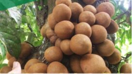 Buah kepel deodoran alami untuk bau keringat