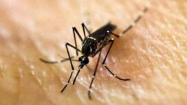 Selain mengganggu nyamuk bawa penyakit