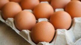 Telur cegah sarkopenia bukan penyebab kolesterol