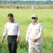 Menteri Pertranian (Mentan) Amran Sulaiman bersama Presiden Prabowo Subianto pada kunjungan kerja meninjau persawahan. (Foto: Istimewa)