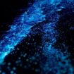 Ilustrasi fenomena Bioluminesensi