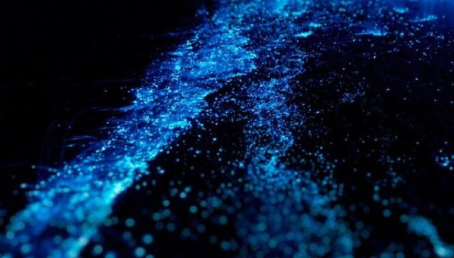 
					Ilustrasi fenomena Bioluminesensi