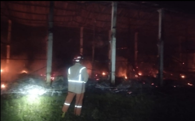 
					Rabu 2 Juli 2025 dini hari, terjadi kebakaran hebat di sebuah kandang ayam milik Galang Bagus di Dusun Jinggring, Desa/Kecamatan Ngusikan, Kabupaten Jombang, Jawa Timur. Kebakaran itu melalap bangunan kandang ayam 400 m2 dan kematian 10.500 ekor anak ayam usia 7 hari (DOC).  Dok/ Damkar Ploso