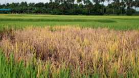 Contoh padi sawah yang terifeksi organisme pengganggu tanaman OPT) bakteri Xanthomanas Oryzae (Penyakit kresek). Foto: istimewa