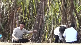 Wapres Gubran Raka Buming Raka agak panik, ketika gagang sabitnya copot, saat memotong tebu secara simbolis. Wapres melakukan tanam dan tebang tebu untuk swasembada gula di Sleman, Jogjakarta, Selasa 8 Juni 2026. tangkap layar video youtube@medrekadotcom