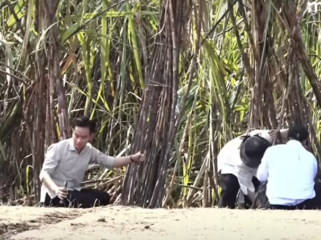 Wapres Gubran Raka Buming Raka agak panik, ketika gagang sabitnya copot, saat memotong tebu secara simbolis. Wapres melakukan tanam dan tebang tebu untuk swasembada gula di Sleman, Jogjakarta, Selasa 8 Juni 2026. tangkap layar video youtube@medrekadotcom
