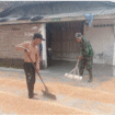 Personel TNI yang terlibat dalam program TMMD di Ngusikan, Jombang, juga membantu para petani mengeringkan jagung, di dusun Gondang Desa Kromong Kecamatan Ngusikan. Senin, 4 Agustus 2025. Foto: Diskominta Jombang