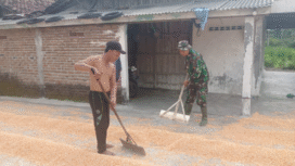 Personel TNI yang terlibat dalam program TMMD di Ngusikan, Jombang, juga membantu para petani mengeringkan jagung, di dusun Gondang Desa Kromong Kecamatan Ngusikan. Senin, 4 Agustus 2025. Foto: Diskominta Jombang
