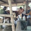 Dinas Peternakan Jombang telah menyiapkan 5.000 dose vaksin untuk mencegah Penyakit Mulut dan Kuku (PMK) yang bisa menyerang sapi. Wilayah Jombang saat diperkirakan ada 70.000 ekro sapi. Foto: jombangkab.go.id