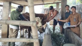 Dinas Peternakan Jombang telah menyiapkan 5.000 dose vaksin untuk mencegah Penyakit Mulut dan Kuku (PMK) yang bisa menyerang sapi. Wilayah Jombang saat diperkirakan ada 70.000 ekro sapi. Foto: jombangkab.go.id