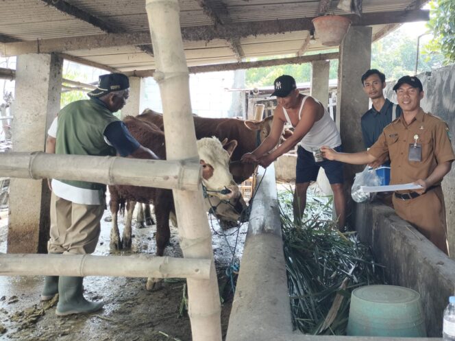 
					Dinas Peternakan Jombang telah menyiapkan 5.000 dose vaksin untuk mencegah Penyakit Mulut dan Kuku (PMK) yang bisa menyerang sapi. Wilayah Jombang saat diperkirakan ada 70.000 ekro sapi. Foto: jombangkab.go.id