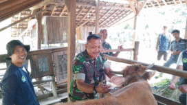 Pasiter Kodim 0814/Jombang, Kapten Inf Tatok Budiono, turut hadir dan berpartisipasi dalam kegiatan vaksinasi tersebut didampingi oleh perangkat Desa Kromong, saat pelaksanaan vaksinasi PMK sapi di lokasi TMMD 125 Ngusikan,. Jombang, Senin 4 Agustus 2025. Foto: Diskominfo Jombang