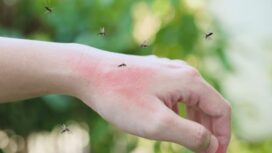 Nyamuk bisa cium bau manusia dri jarak jauh