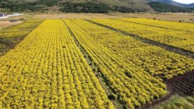 Tanaman penghasil nikel