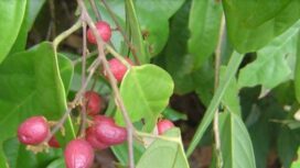 Tumbuhan penghasil nikel di Sorowako Sulteng