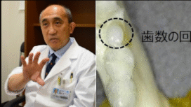 Tim peneliti dipimpin Dr. Katsu Takahashi di Medical Research Institute Kitano Hospital menemukan obat penumbuh gigi alami, akan bisa digunakan tahun 2030. Foto: Istimewa