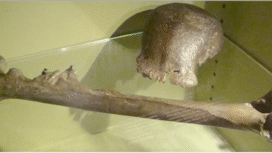 Inilah salah satu artegfak fosil Manusia Jawa, yang dibawa pulang oleh Presiden Prabowo, setelah melakukan lawatan ke Belanda. Foto: historia.id