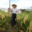 Yuan Longping, “Bapak Padi Hibrida” Tiongkok, kini memimpin lembaga Qingdao Saline-Alkali Tolerant Rice Research Centre, mengembangkan padi sawah air laut. Foto: BC