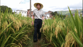 Yuan Longping, “Bapak Padi Hibrida” Tiongkok, kini memimpin lembaga Qingdao Saline-Alkali Tolerant Rice Research Centre, mengembangkan padi sawah air laut. Foto: BC