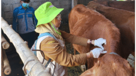 Dinas Peternakan Pemkab Jombang mengreahkan delapan tim untuk melakukan vaksikansi Penyakit Mulut dan Kuku (PMK) terutama sapi di 21 wilayah kecamatan Pemkab Jombang, hingga dua bulan ke depan. Foto: jombangkab.go,id