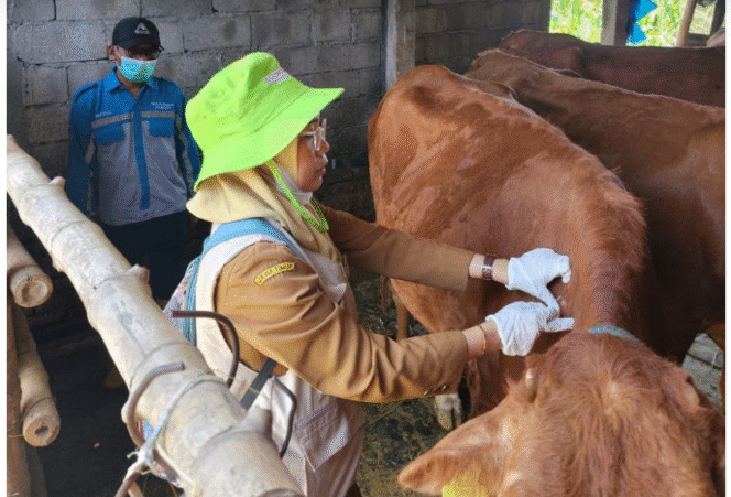 
					Dinas Peternakan Pemkab Jombang mengreahkan delapan tim untuk melakukan vaksikansi Penyakit Mulut dan Kuku (PMK) terutama sapi di 21 wilayah kecamatan Pemkab Jombang, hingga dua bulan ke depan. Foto: jombangkab.go,id