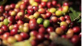 Kopi Exselsa Wonosalam telah memiliki sertipikat internasilonal dari Geographical Indication.  Foto: sadarkofie.com