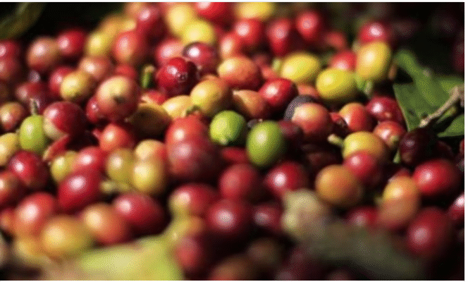 
					Kopi Exselsa Wonosalam telah memiliki sertipikat internasilonal dari Geographical Indication.  Foto: sadarkofie.com