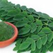 Daun kelor ( Moringa Oleifera)