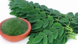 Daun kelor ( Moringa Oleifera)