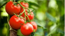 Tomat mengandung nikotin
