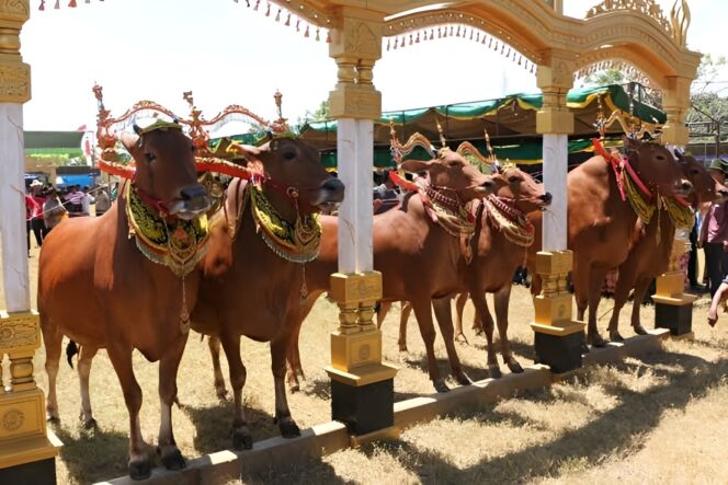 
					Sapi Sonok: Warisan Budaya Madura yang Memadukan Estetika dan Peternakan