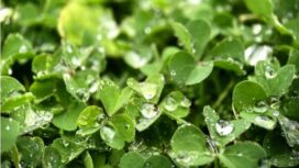 Superfood selada air