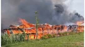 Puluhan kandang ayam di Dusun Sekaru, Desa Kauman, Kecamatan Kabuh, Jomban. Terjadi hari Rabu, 26 November 2025, pukul 14.05 WIB dan api muncul tiba-tiba dari salah satu bagian kandang yang dialiri listrik. Foto: Instagram@info_seputar_jombang